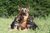 BERGER ALLEMAND 1217